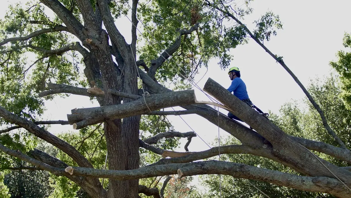 Professional Crown Thinning performed by certified arborists in Clearlake Oaks