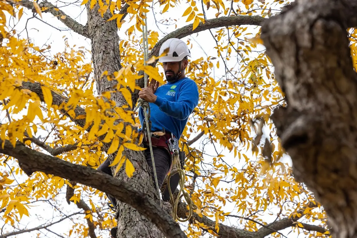 Skilled Tree Planing crew working in Clearlake Oaks